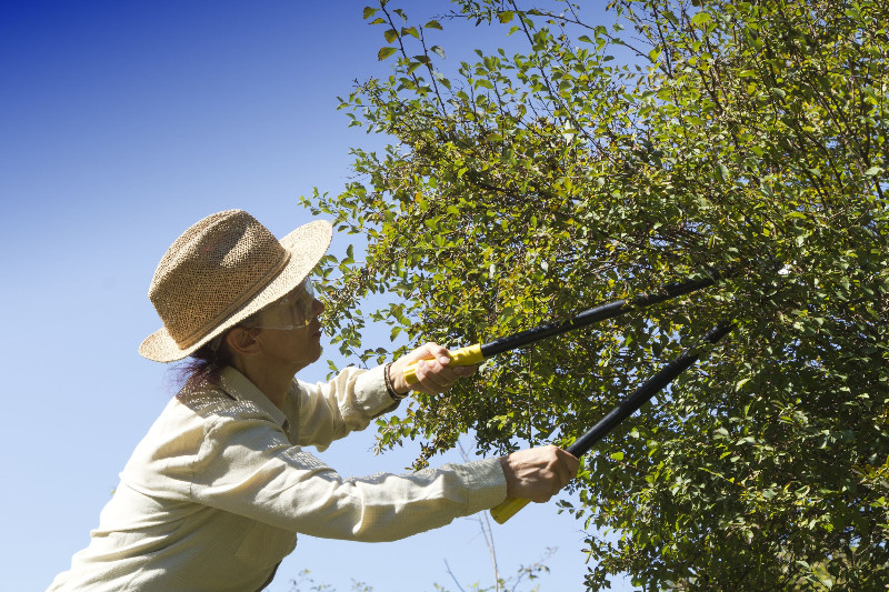 The Importance of Hiring a Tree Service Company Bremerton, WA