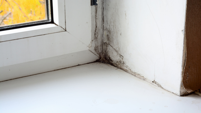 The Benefits Of Mold Removal In Billings MT