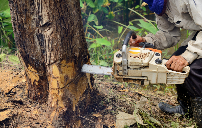 Common Reasons That People Need Tree Removal In South Bend IN