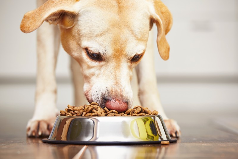 Is organic dog food better?