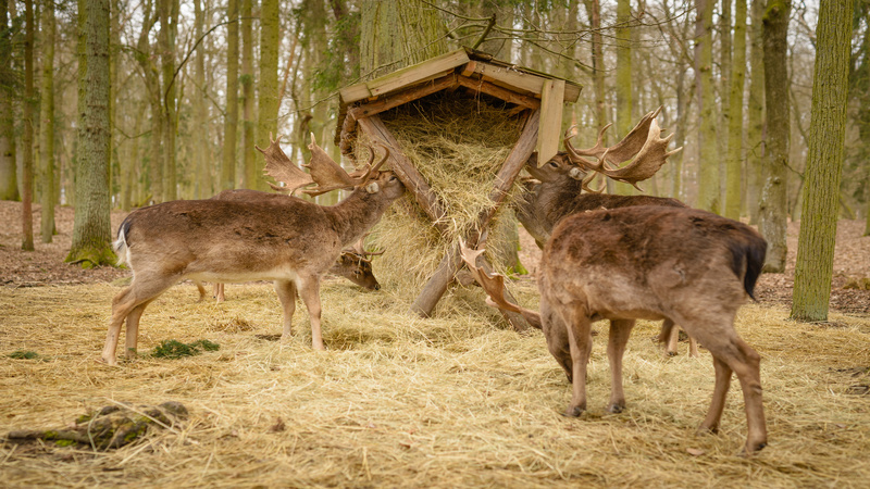 Three Reasons to Consider Hunting Axis Deer in Pleasanton, TX