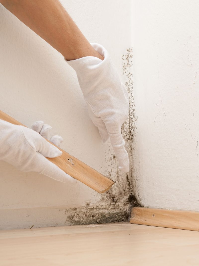 Four Signs You Have a Mold Problem