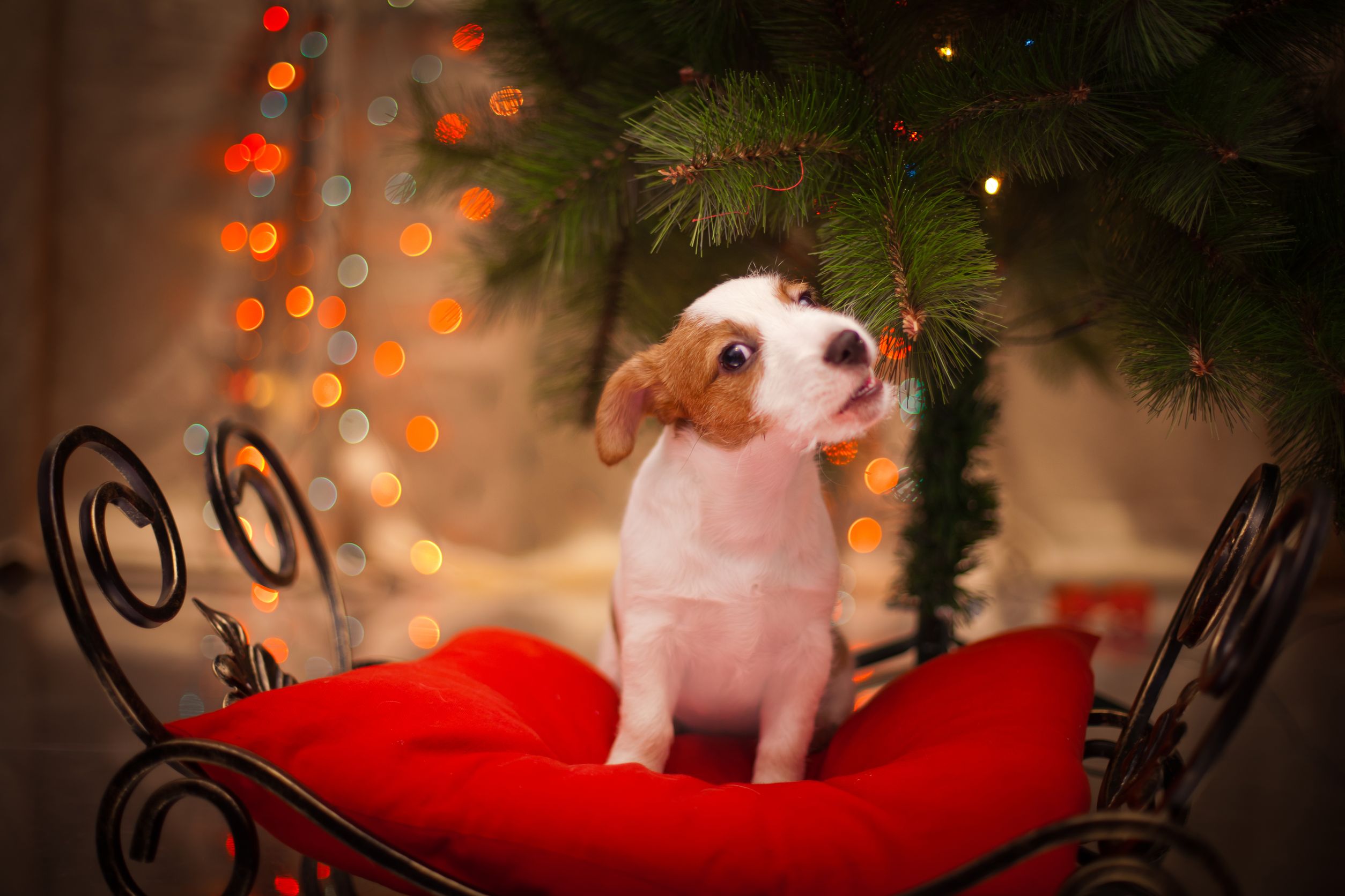 Make a Pooch You Love Happy With a Box Filled With Dog Toys and Treats