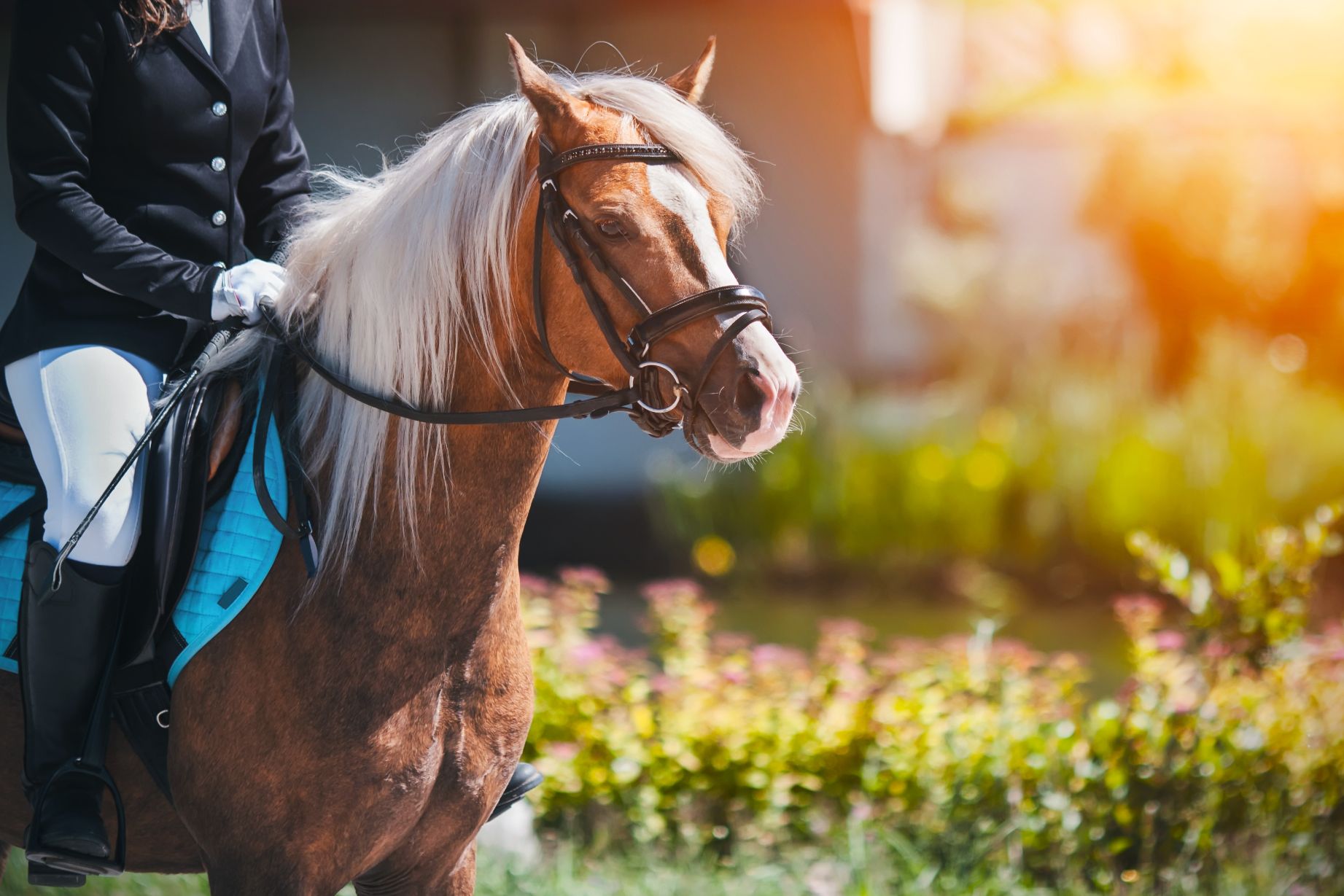 How to Prepare for Horse Clinics Events: The Ultimate Guide for 2023