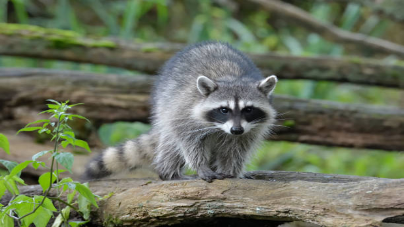 Expert Raccoon Removal in Newnan, GA, is Effective and Inexpensive