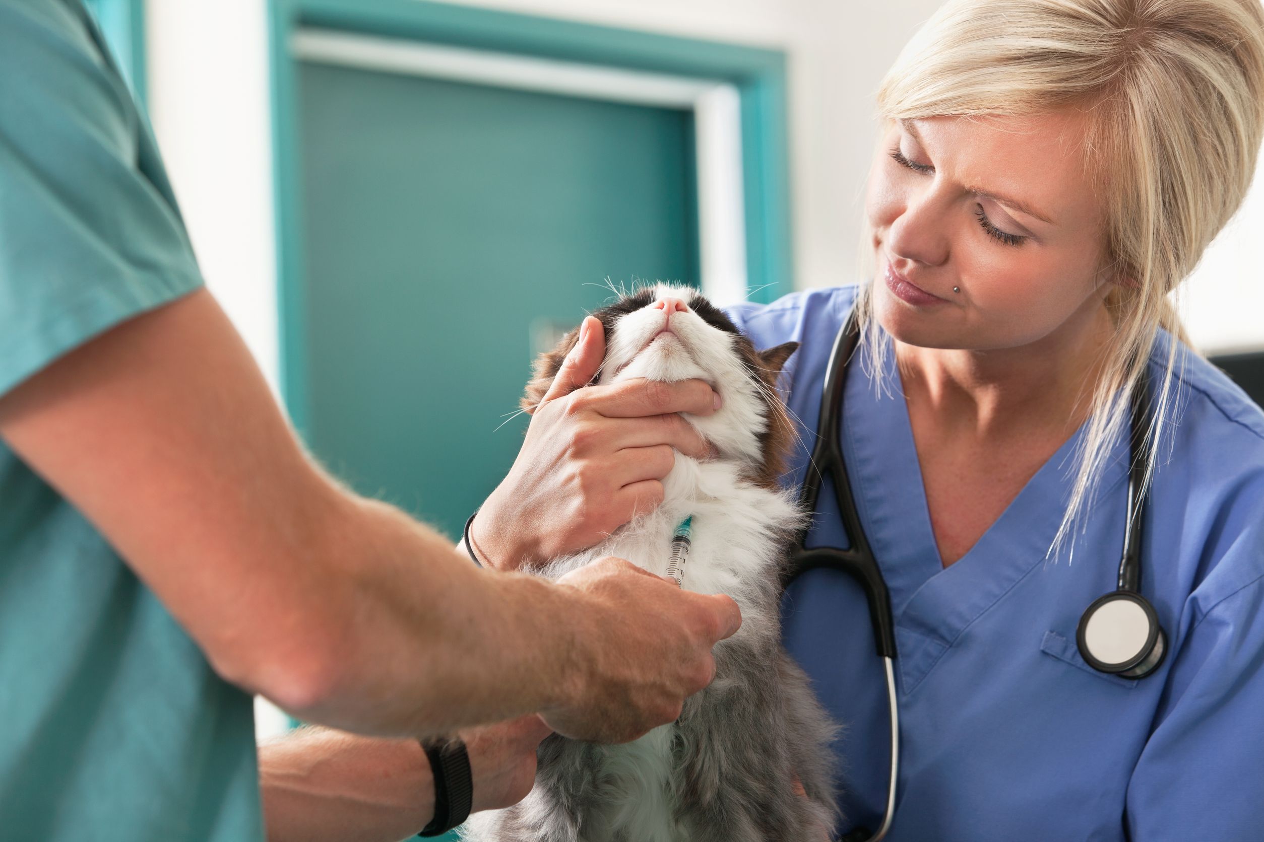 Pet Hospitals in Sarasota, FL: Ensuring Optimal Care for Your Beloved Pets