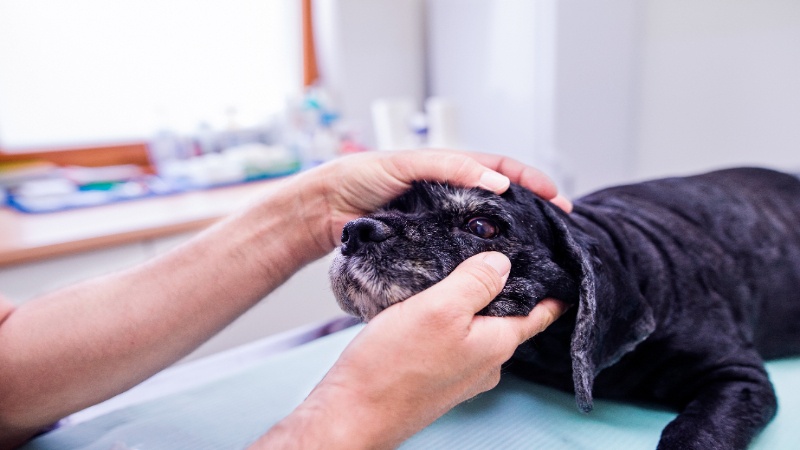 What Pet Oncologic Surgery Services in Sarasota, FL, Entail