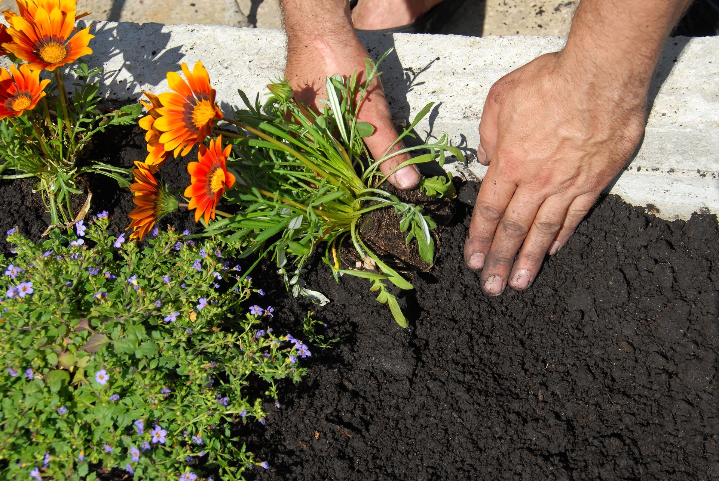 The Advantages of Starting with Nursery Plants vs. Seeds in Your Vegetable Garden