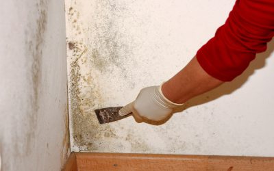 It’s Important to Contact Mould Removal Services in Winnipeg Right Away