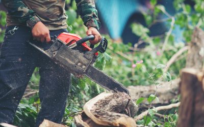 Beautify Your Property with Stump Grinding in Gig Harbor, WA.