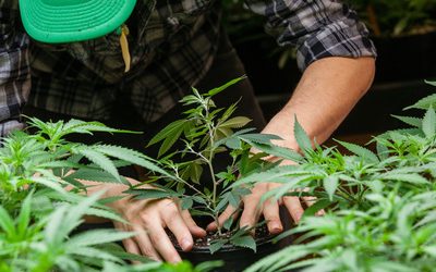 A Guide to Enjoying Marijuana Pre-Rolls in Grand Junction, CO, for Beginners and Enthusiasts