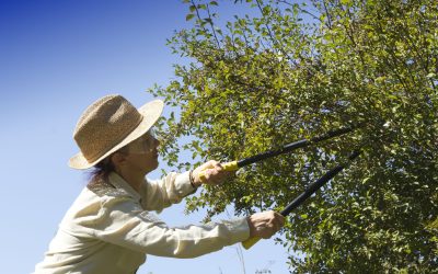 You Need to Hire The Best Tree Pruning Services in Austin, TX