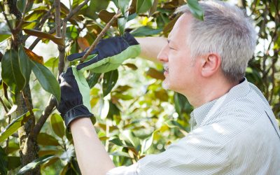 How Often Do You Need Tree Maintenance in Johnson City, TX?