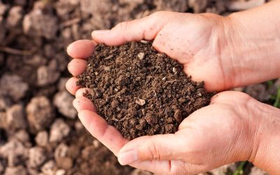 Main Features of Organic Topsoil in North Haven, CT