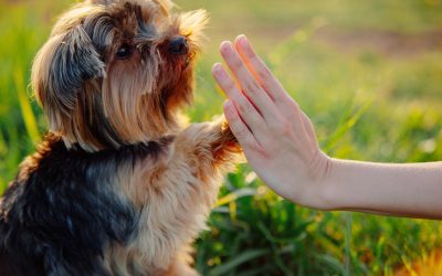 Red Miniature Poodle Puppies: The Perfect Companion for Cozy Spaces