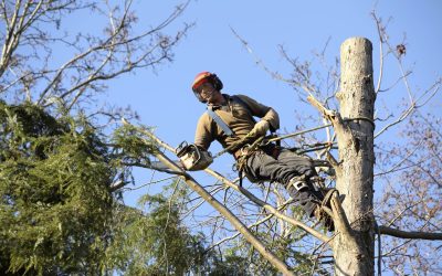 Effective Tree Care Services in Redding, California