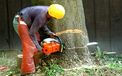 Tree Removal Services in Wimberley, TX: Expertise You Can Trust For Tree Maintenance and Care