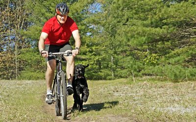 Finding the Perfect Dog Walker In NYC: Your Guide To Stress-Free Pet Care