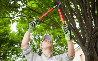 Reliable Residential Tree Service Carson City NV for Pristine Yard Maintenance