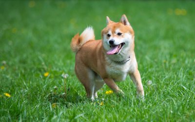 Make Cleanup Easy with Pooper Scooper Service in Aurora, CO, for a Spotless Backyard