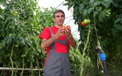 Find Family Fun and Fresh Produce at Fruit Picking Farms in Weston, MO This Weekend