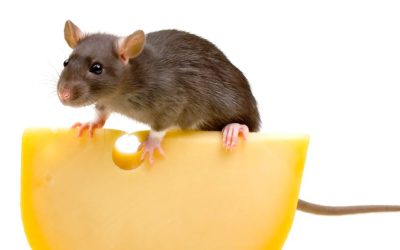 Prevent Property Damage and Protect Health With Expert Mice Removal St. Louis MO Solutions