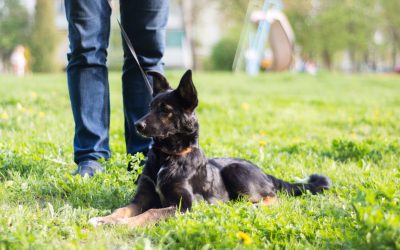 Positive Changes Begin with Aggression Training For Dogs Las Vegas NV Specialists