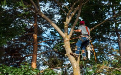 Comprehensive Tree Services Jacksonville FL Residents Rely on for Safe and Healthy Yards