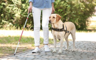 Enhancing Your Pups Daily Adventures With A Reliable Dog Walker In NYC Service