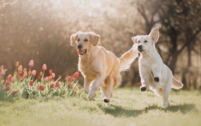 Dog Grooming Services in Madison, AL Bring Convenience and Comfort to Local Pet Owners