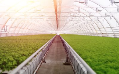 Protect Your Lawn from Early Weeds with the Proven Power of Treflan Pre-Emergents