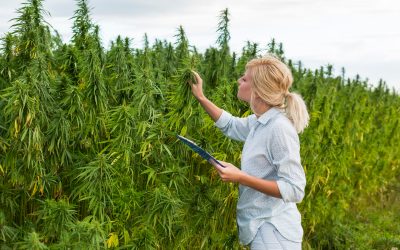 What Patients Should Know About Medical Cannabis Delivery in San Pedro, CA and Local Services