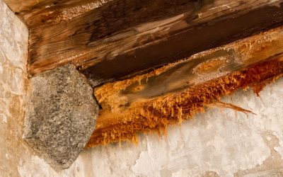 Fast Solutions for Emergency Water Damage Cleanup in Downers Grove, IL Residents Trust